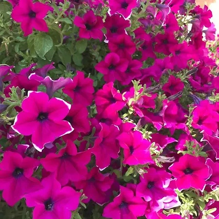 La Signora Dei Fiori 公寓 古比奥