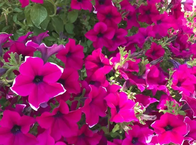 La Signora Dei Fiori Lejlighed Gubbio